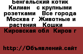 Бенгальский котик Килиан , с крупными розетками - Все города, Москва г. Животные и растения » Кошки   . Кировская обл.,Киров г.